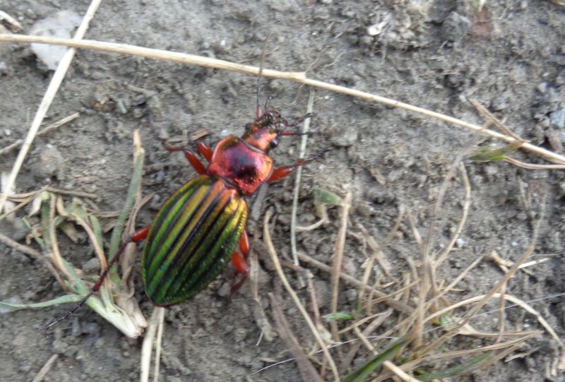 Carabidae: Carabus auronitens auronitens